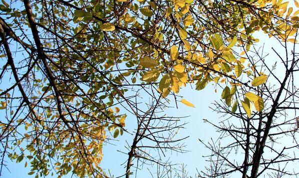 【图说厦门】鹭岛之春 花与落叶共存的季节